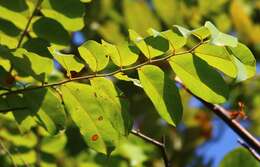 Image of Ventilago madraspatana Gaertn.