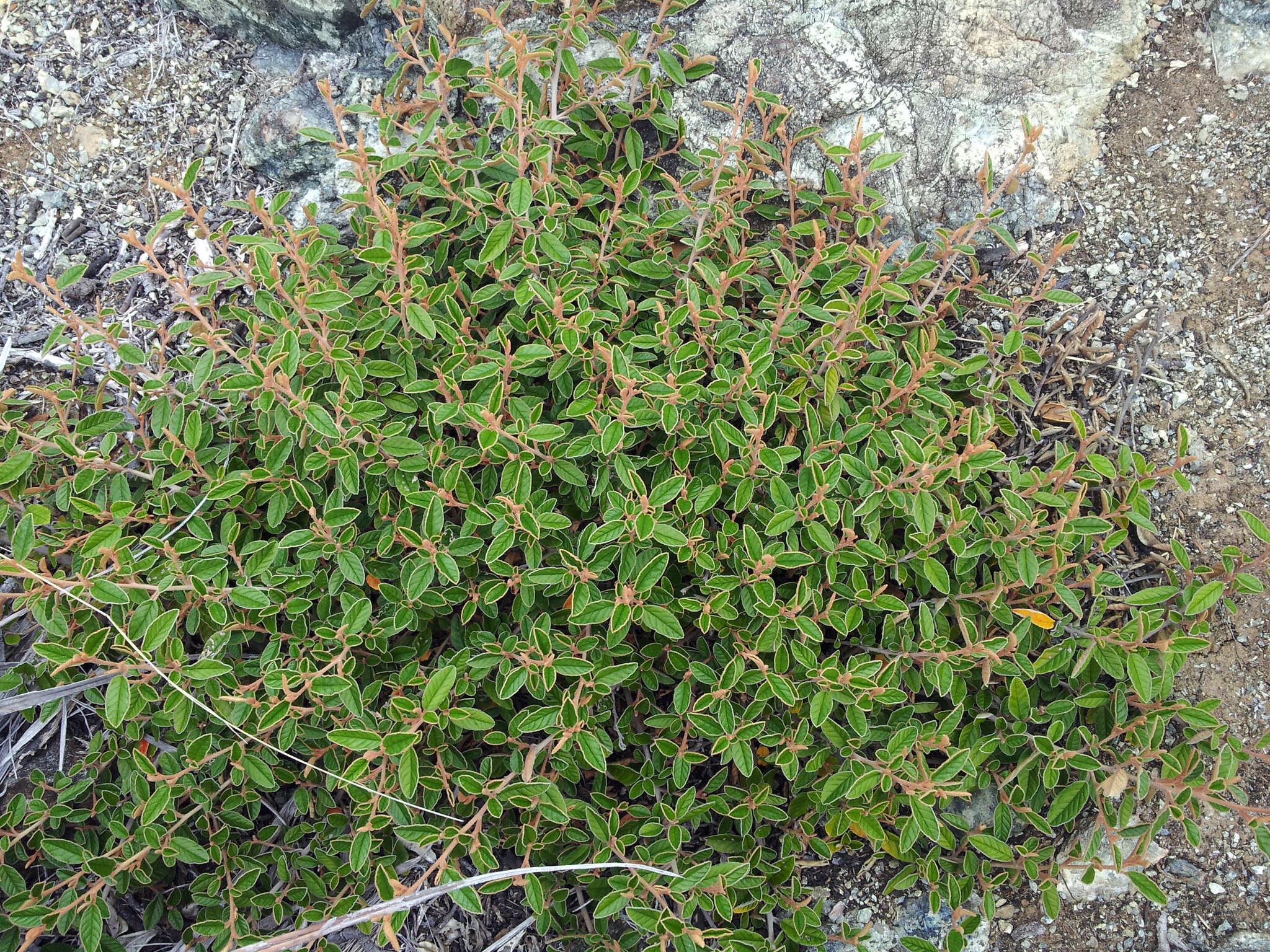 Plancia ëd Pomaderris paniculosa subsp. novaezelandiae (L. B. Moore) N. G. Walsh