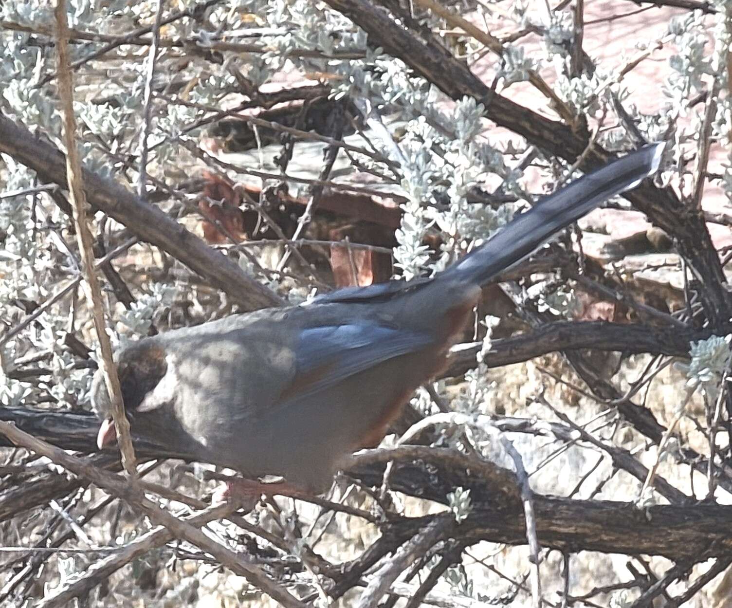 Image of Brown-cheeked Laughingthrush