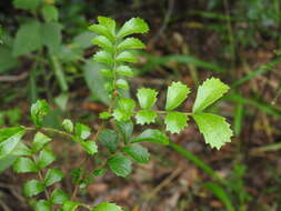 Imagem de Cupaniopsis shirleyana (Bailey) Radlk.