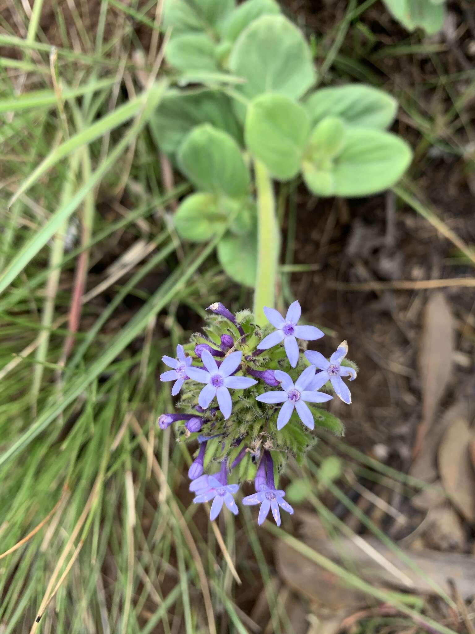 Image of Pentanisia prunelloides subsp. latifolia (Hochst.) Verdc.