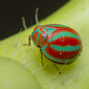 Sivun Hemisphaerius coccinelloides (Burmeister 1834) kuva