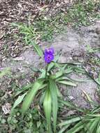 Image of diffuse spiderwort