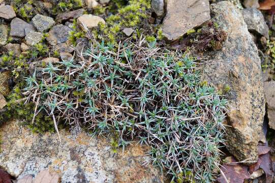 صورة Dianthus humilis Willd. ex Ledeb.