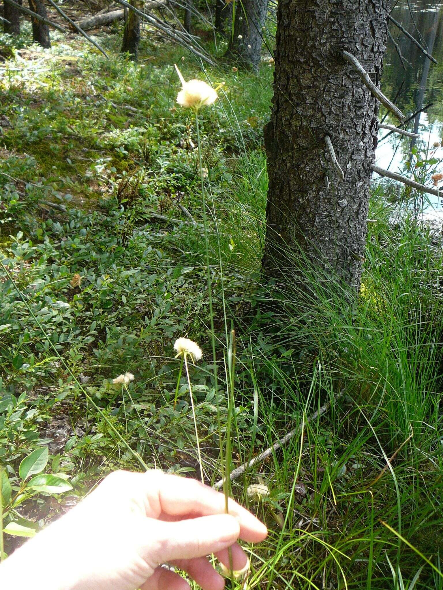 Imagem de Eriophorum virginicum L.