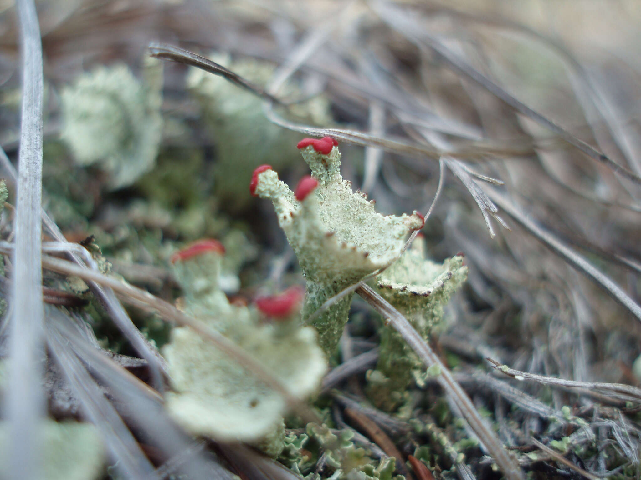 Image of boreal cup lichen
