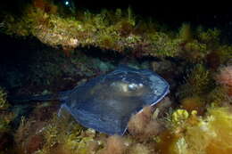 Image of round fantail stingray