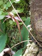 Image of Small wasp orchid