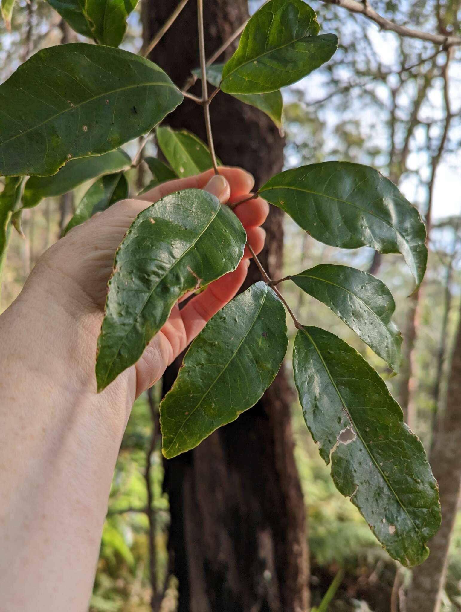 Image of Canarium australasicum (F. M. Bailey) Leenh.