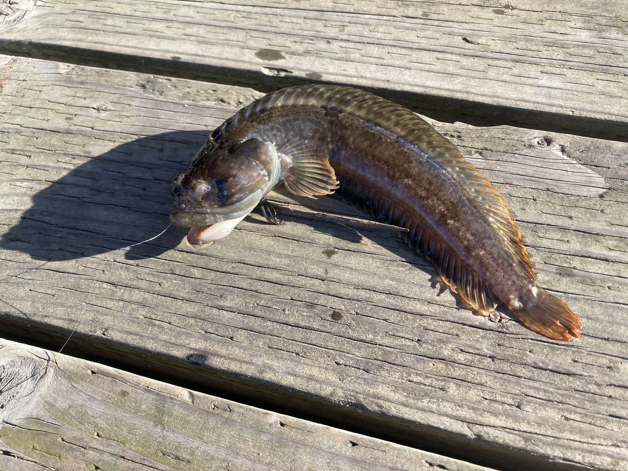 Image of One-Spot Fringehead