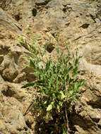 Image of desert tobacco,