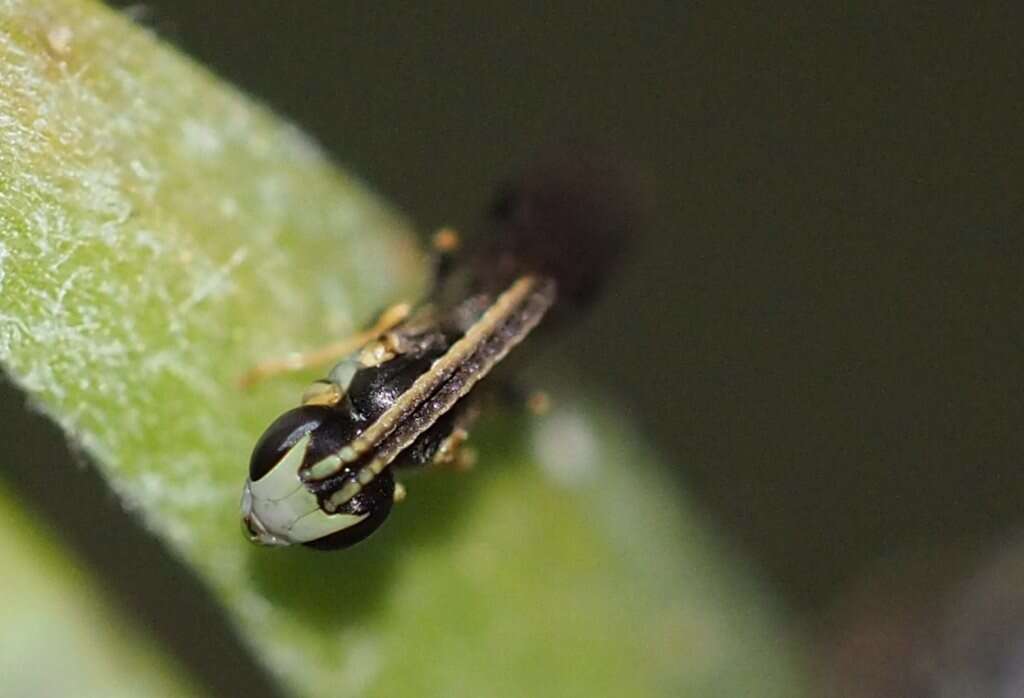 Imagem de Hylaeus ofarrelli Michener 1965