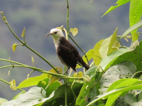 Image of White-headed Wren