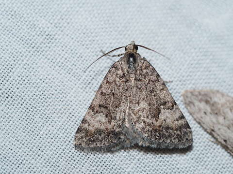 Plancia ëd Dichromodes anelictis Meyrick 1890