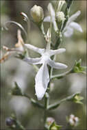 Image of Teucrium racemosum R. Br.