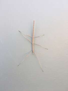 Image of Western Short-horn Walkingstick