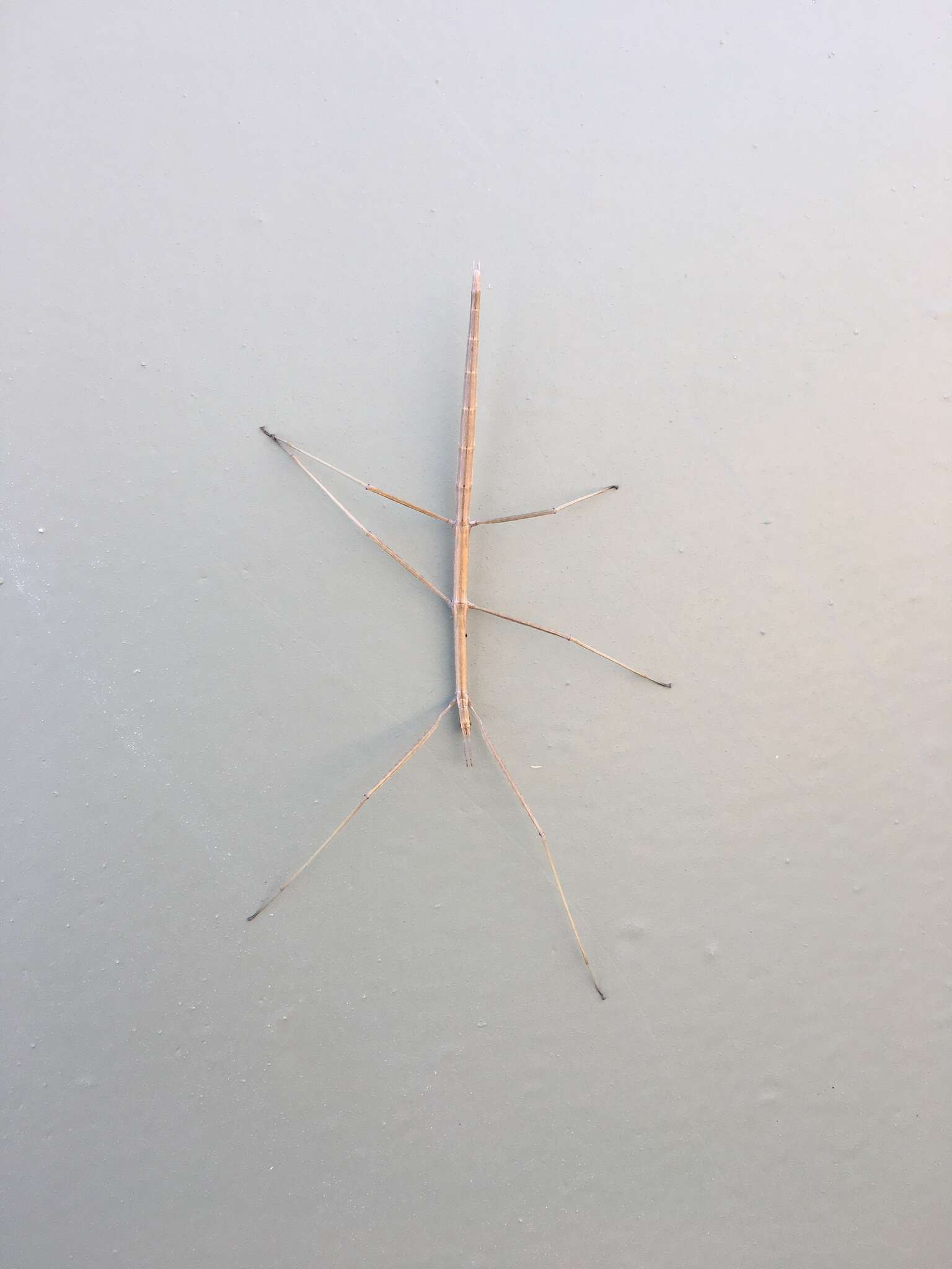 Image of Western Short-horn Walkingstick