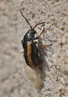 Image of Turnip flea beetle