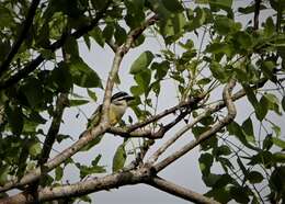 Image of Yellow-rumped Tinkerbird