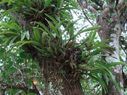 Image of Prosthechea chacaoensis (Rchb. fil.) W. E. Higgins