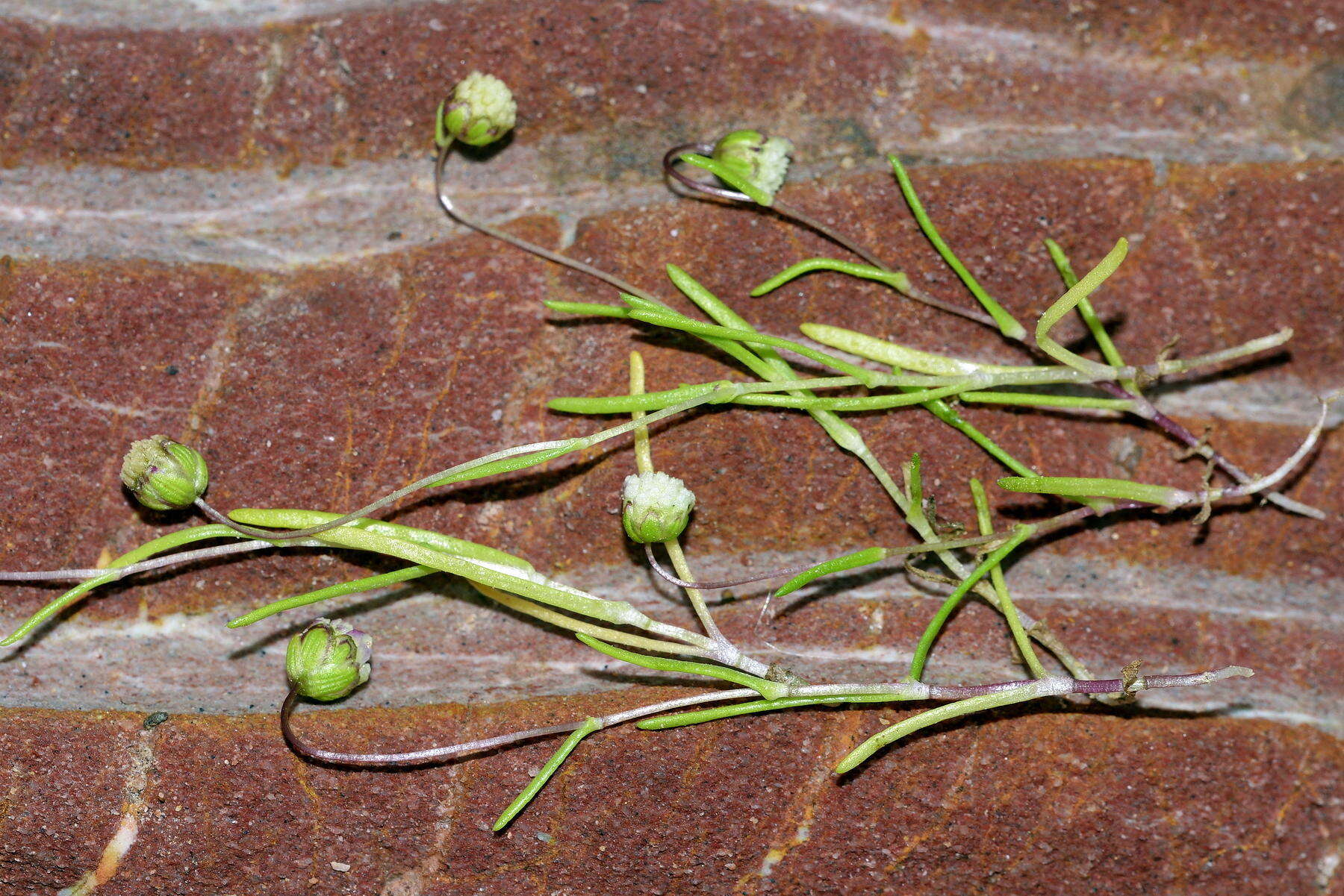 Image of Cotula filifolia Thunb.