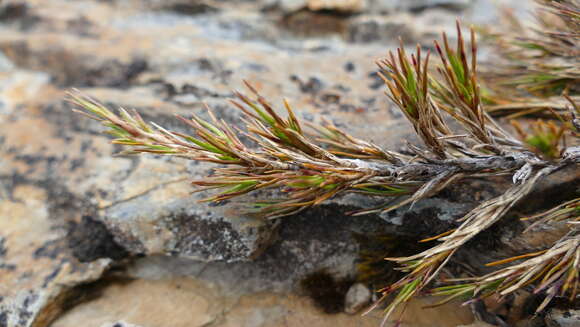 Image of Dracophyllum densum W. R. B. Oliv.