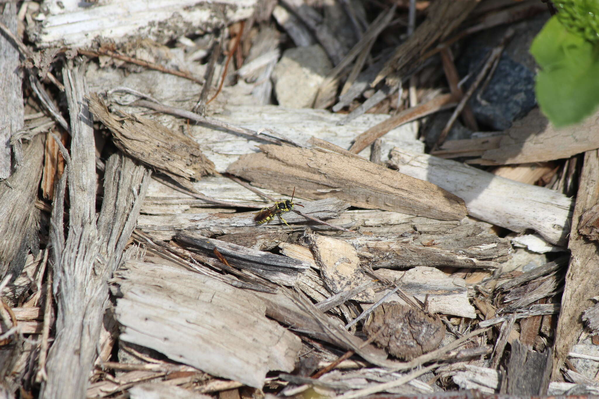 Image of Nomada suavis Cresson 1878