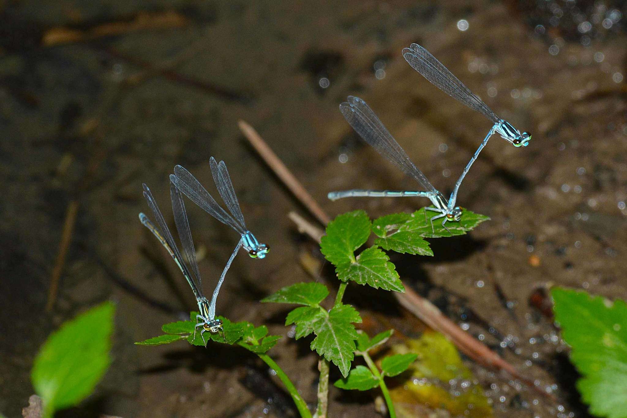 Image of Coenagrion aculeatum Yu & Bu 2007