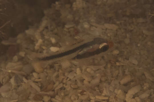 Image of Obliquebanded cardinalfish