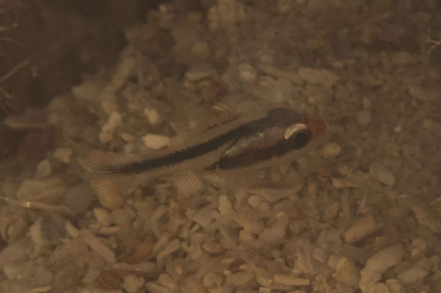 Image of Obliquebanded cardinalfish