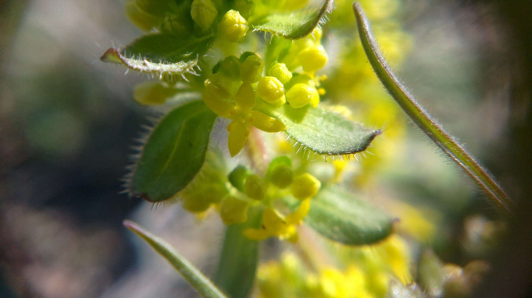 Image of Cruciata taurica (Pall. ex Willd.) Ehrend.