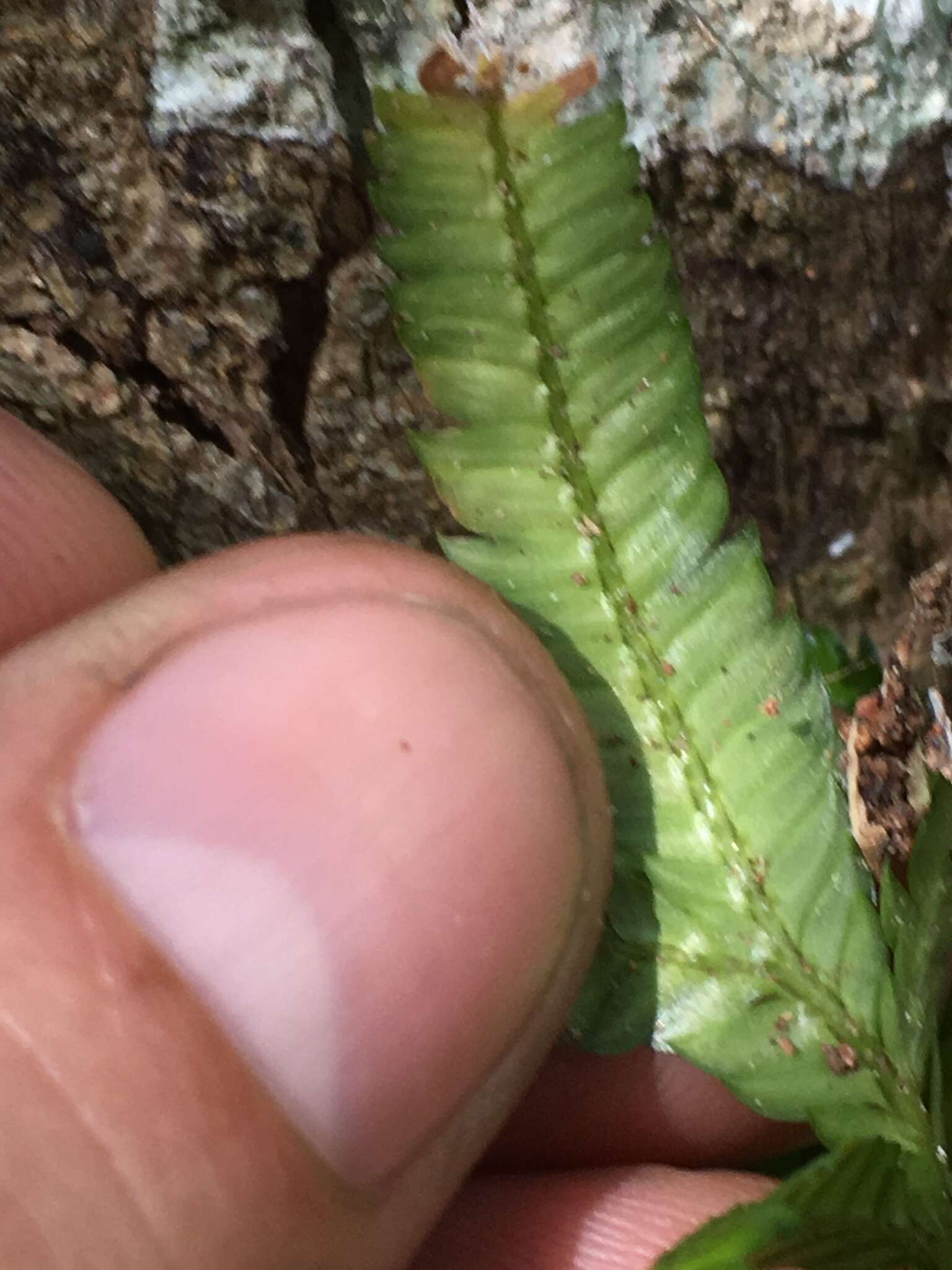 Selaginella polymorpha Badré resmi