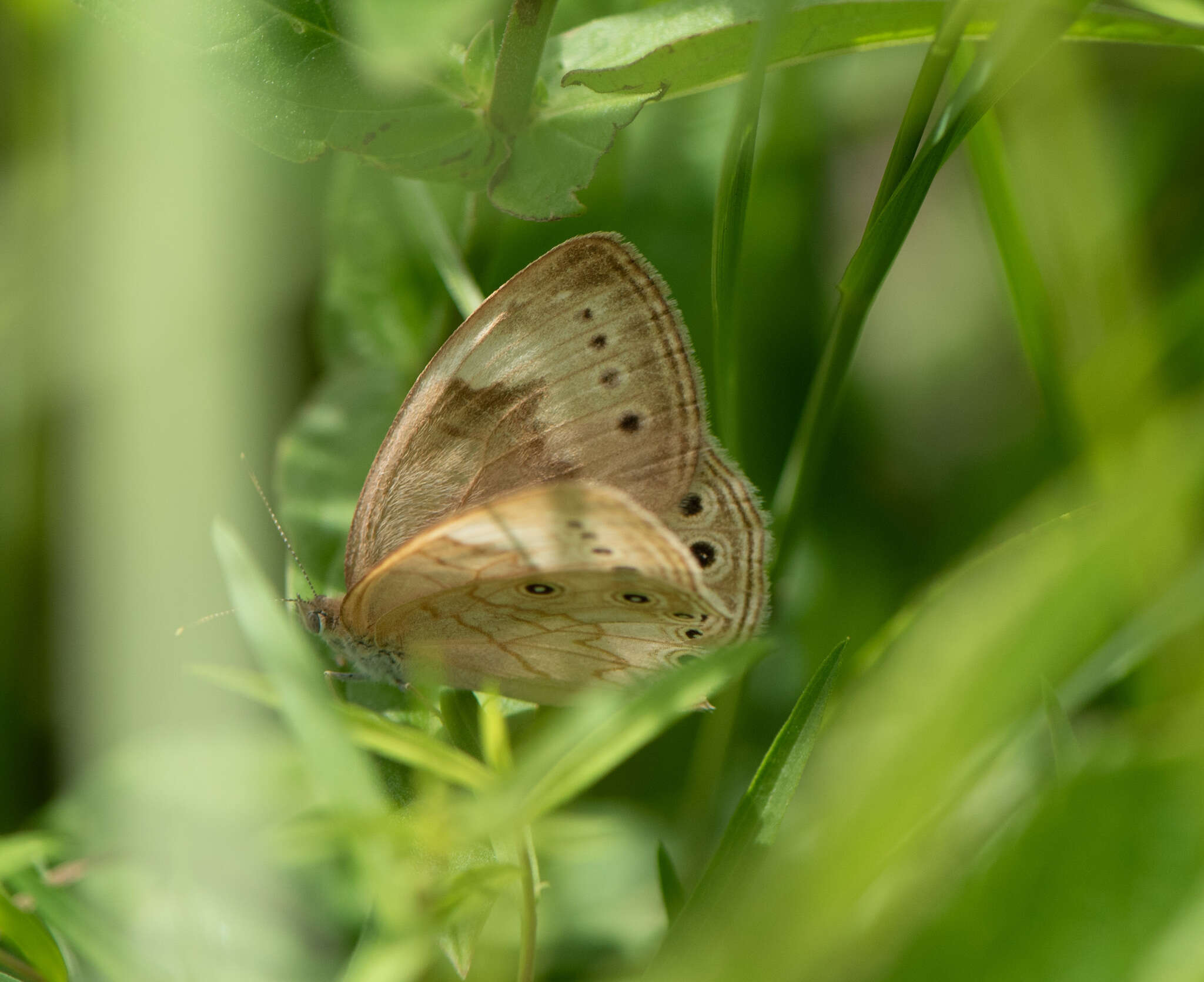 Image of Eyed Brown