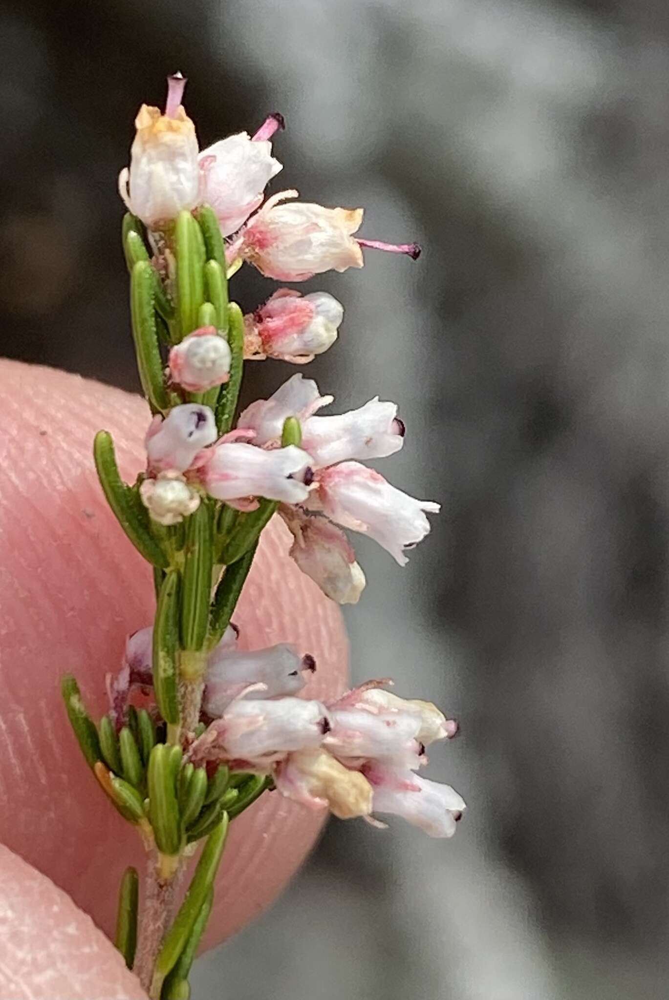 Image of <i>Erica <i>simulans</i></i> var. simulans