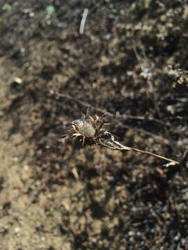 Image of Maltese star-thistle