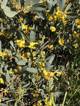 Acacia redolens Maslin resmi