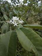 Image of Vallesia conzattii Standl.