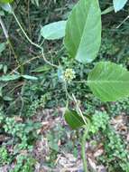 Image of Marsdenia tinctoria R. Br.