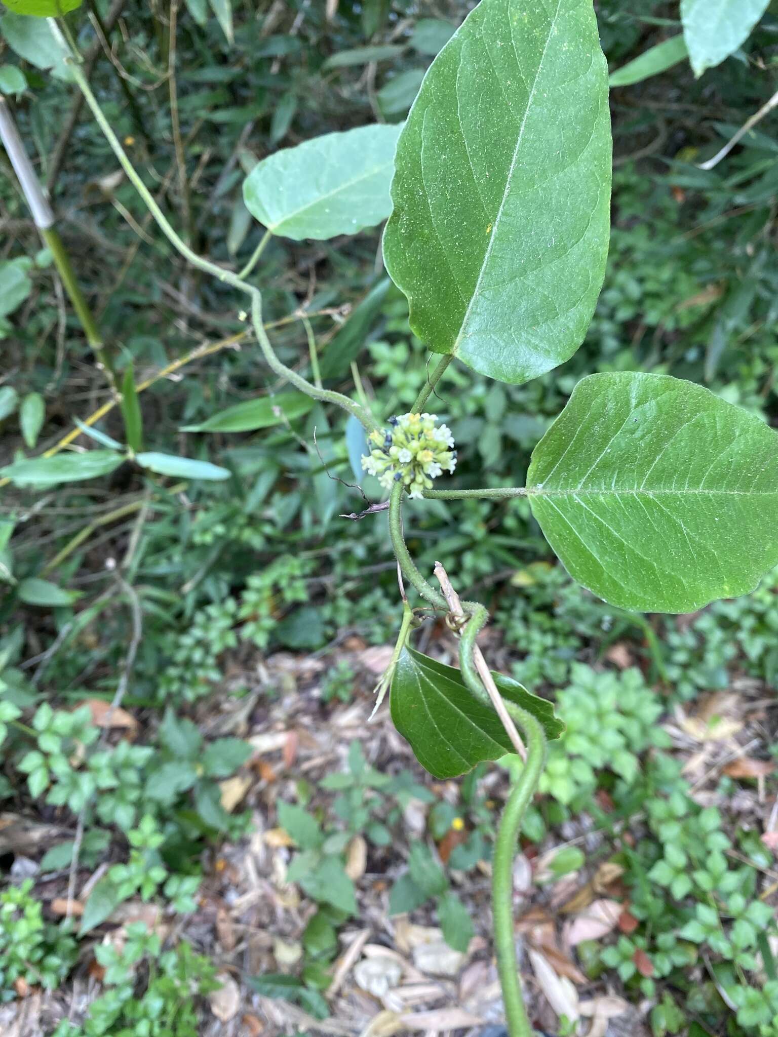 Image of Marsdenia tinctoria R. Br.