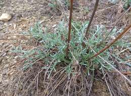 Image de Artemisia pubescens Ledeb.