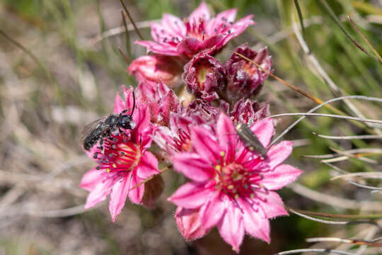 Dufourea paradoxa (Morawitz 1867) resmi