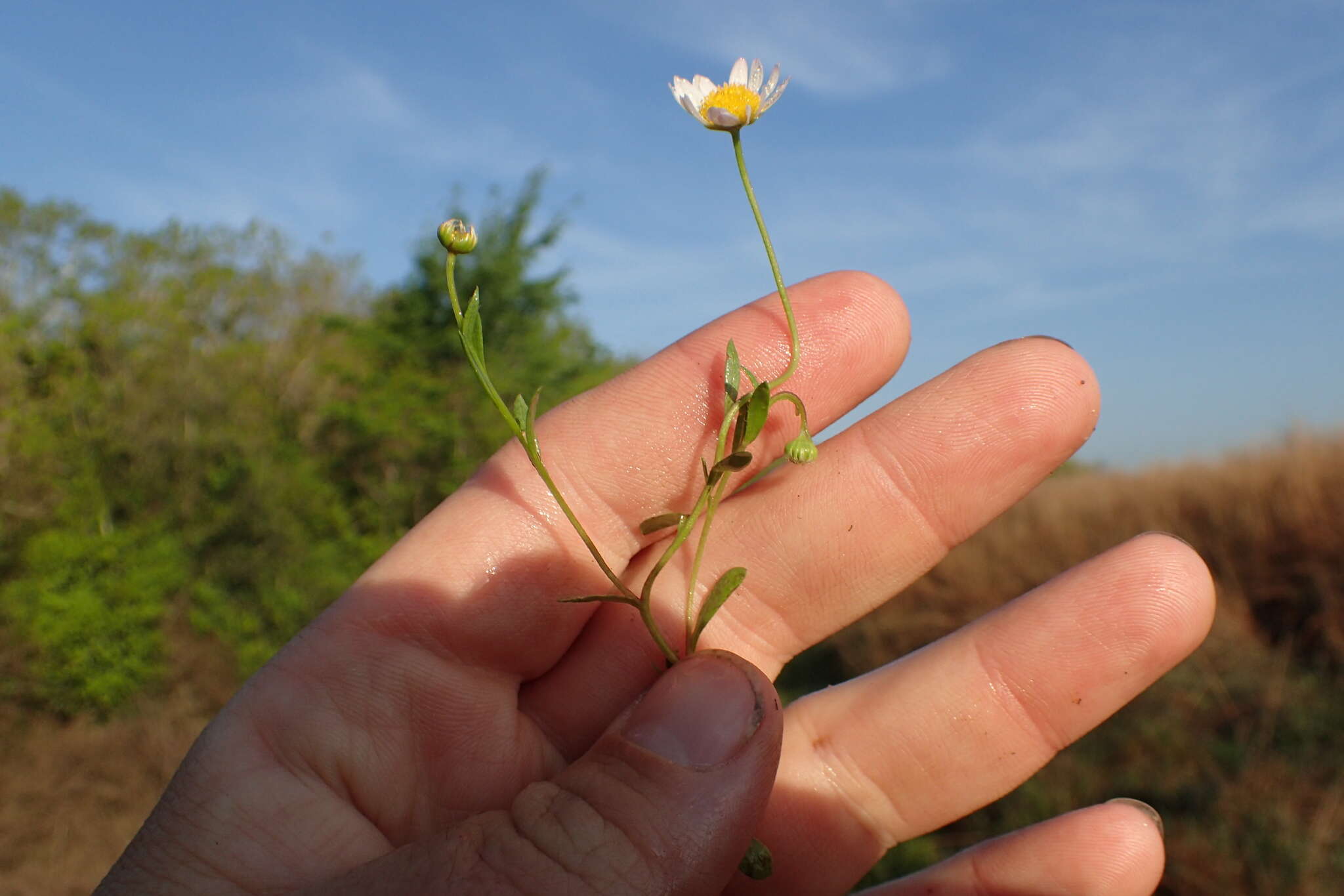 Image of Arkansas leastdaisy