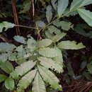 Image of Trichilia quadrijuga Kunth