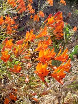 Image of Alstroemeria ligtu subsp. simsii (Spreng.) Ehr. Bayer