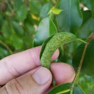 Image of Leaf-gall thrip