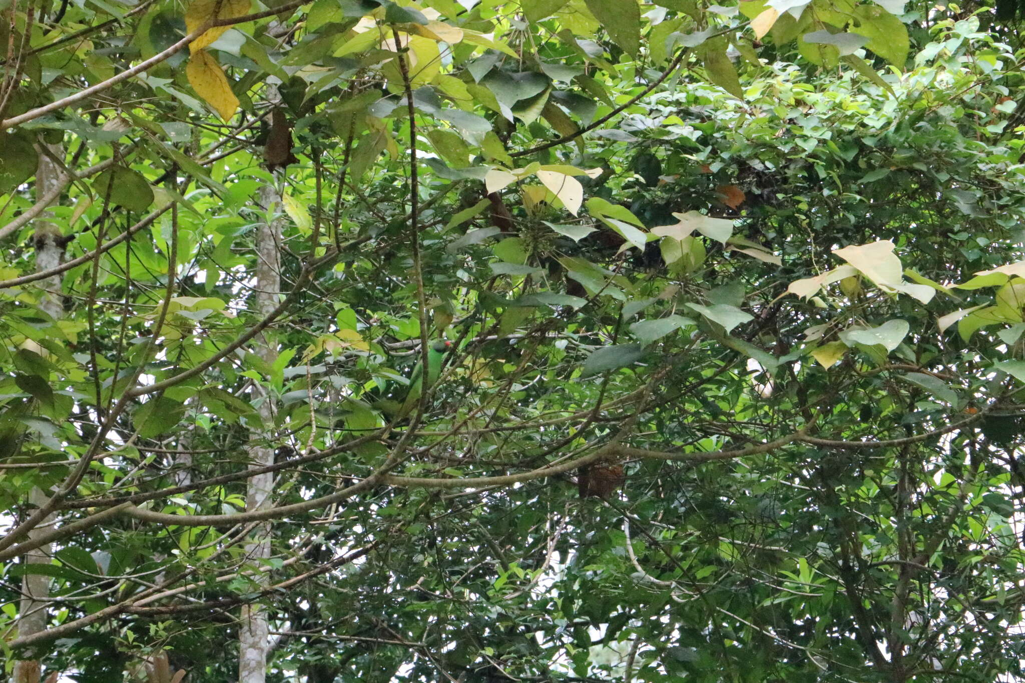 Image of Emerald-collared Parakeet