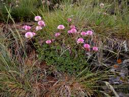 صورة Trifolium montanum subsp. rupestre (Ten.) Pignatti