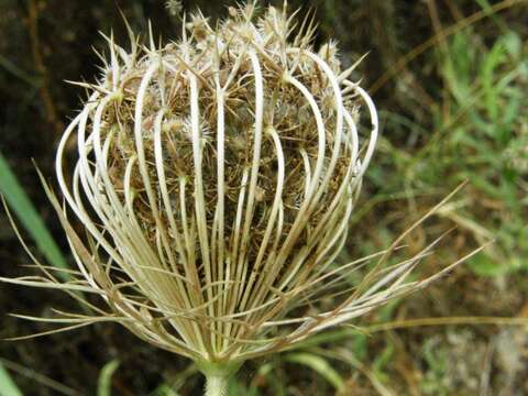 Image of Daucus carota subsp. maximus (Desf.) Ball