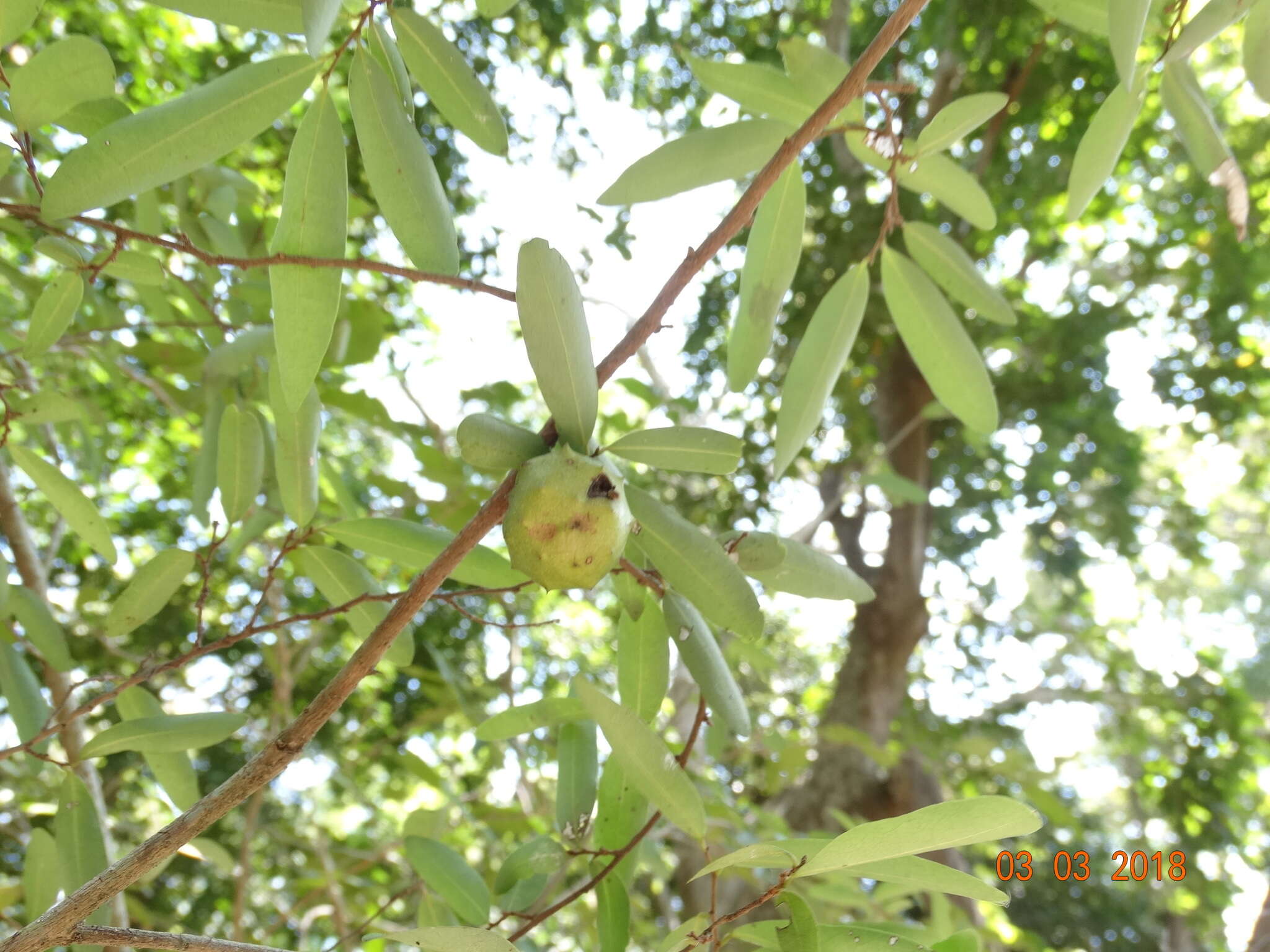 Image of Annona globiflora Schltdl.