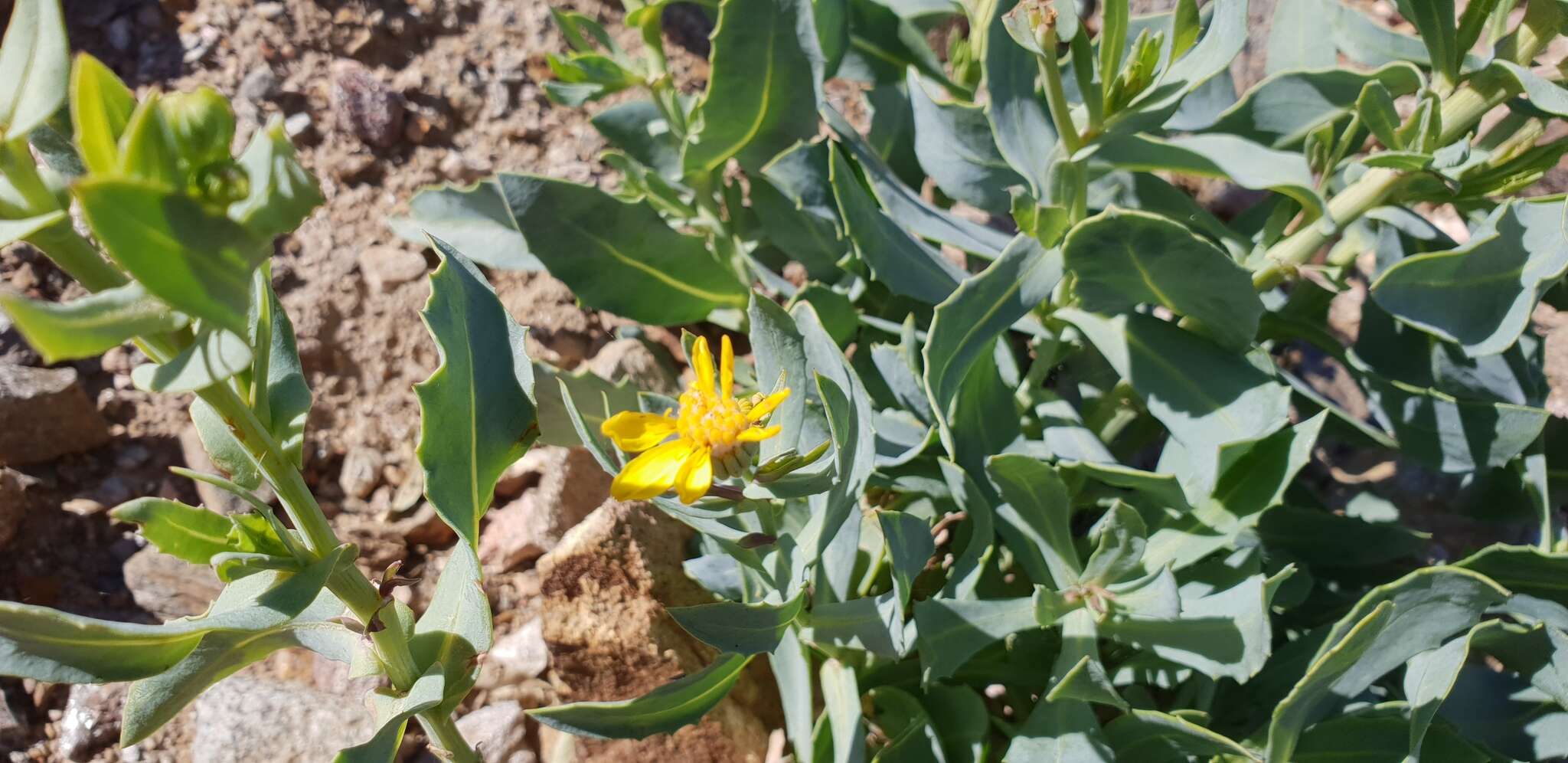 Senecio magnificus F. Müll. resmi